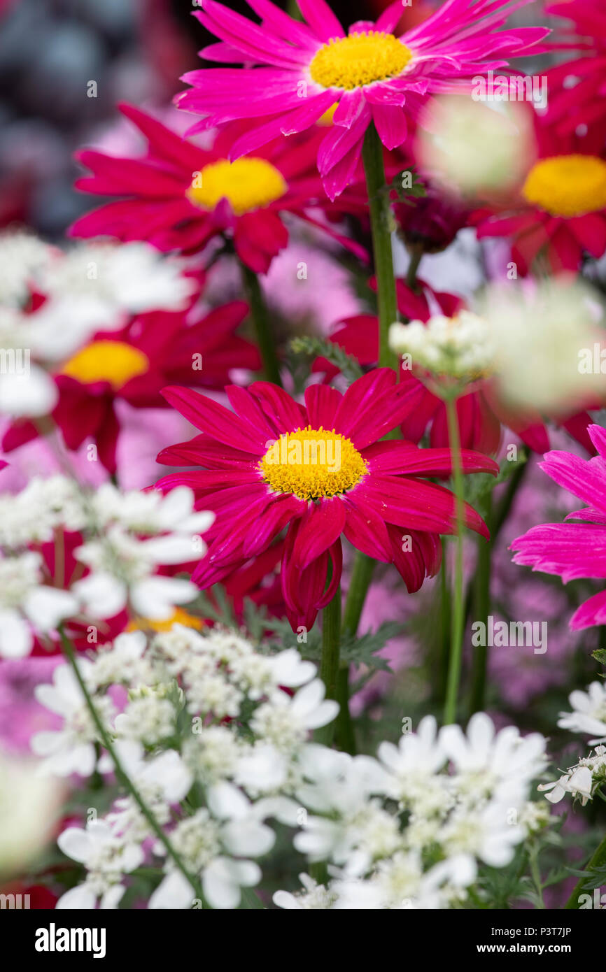 Tanacetum coccineum ‘Robinson's Red'. Painted Daisy flowers in a small show garden at a flower show. UK Stock Photo