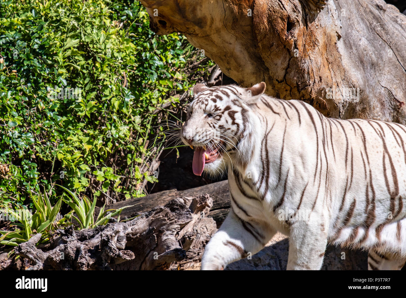 what colour eyes do tigers have