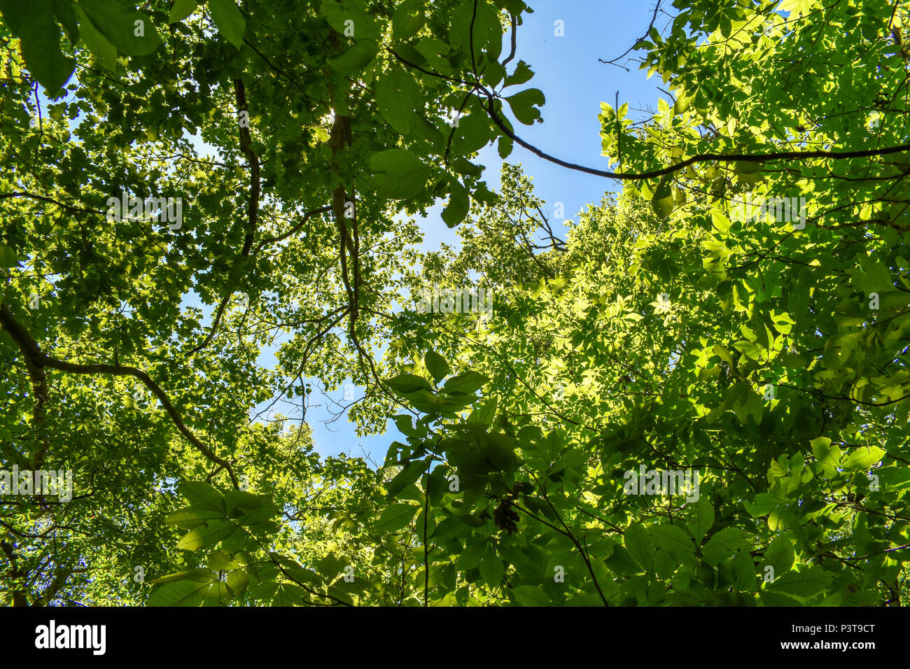Forrest Canopy Stock Photo