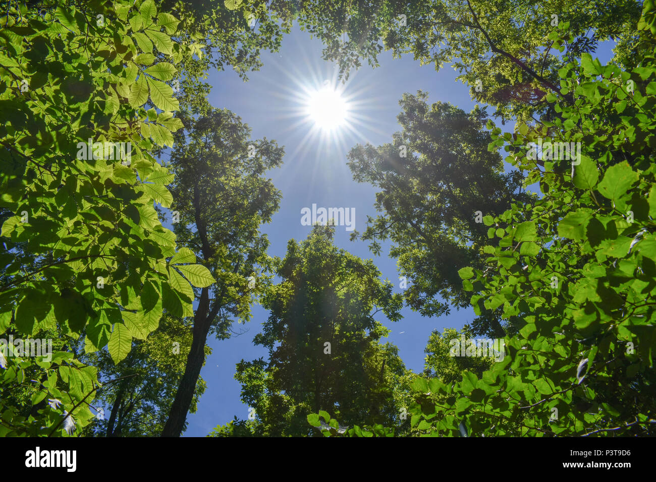 Sun shining through the canopy Stock Photo