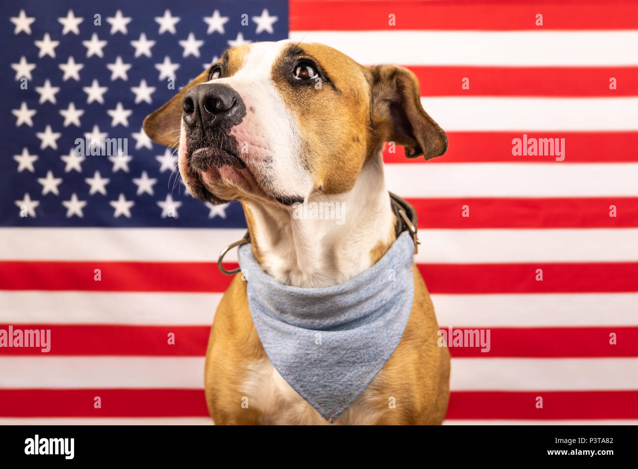 https www alamy com usa independence day concept with american staffordshire terrier dog and stars and stripes flag in studio young pitbull dog or trained service dog i image208903298 html