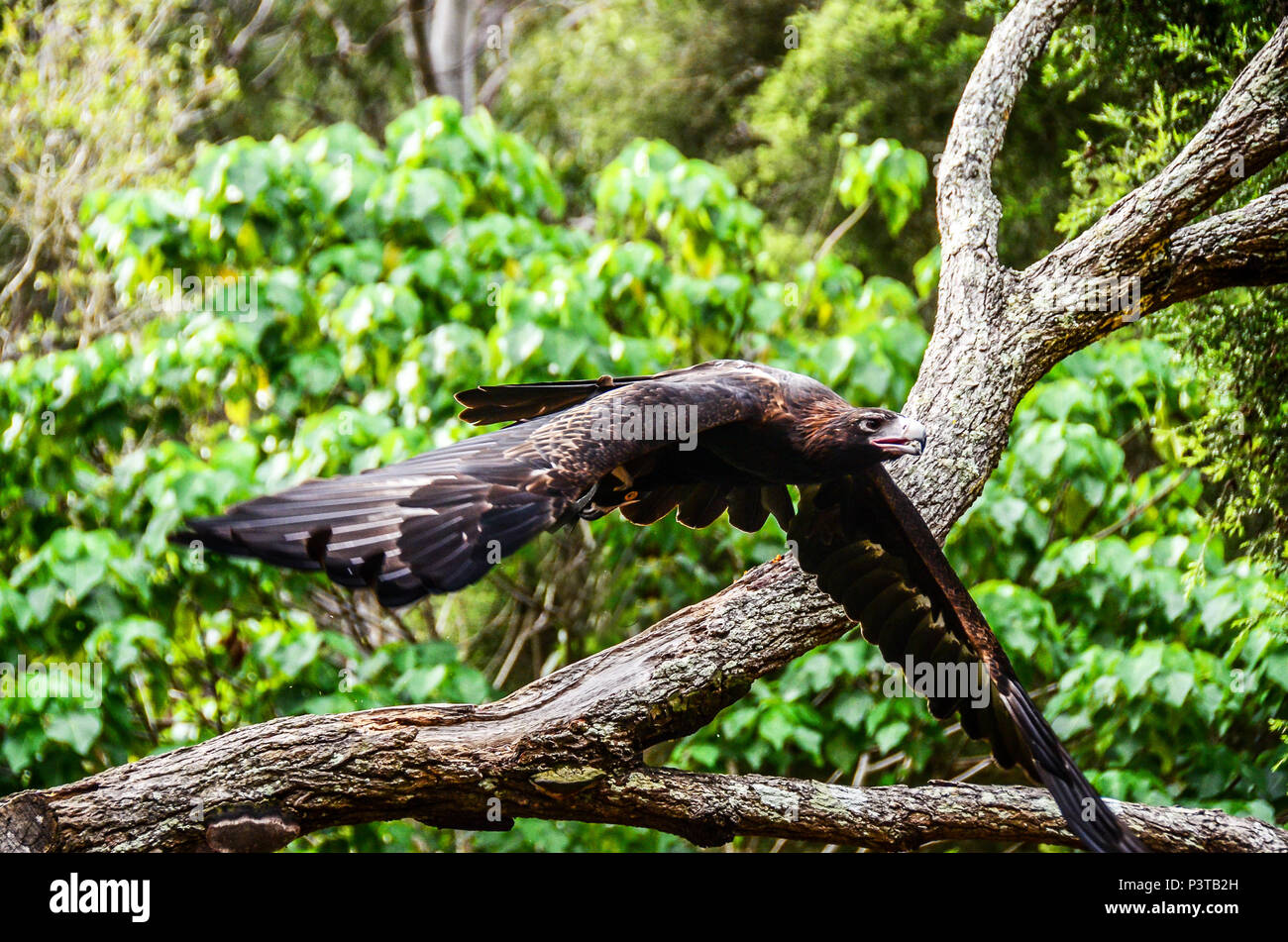 Wedge tail eagle hi-res stock photography and images - Alamy