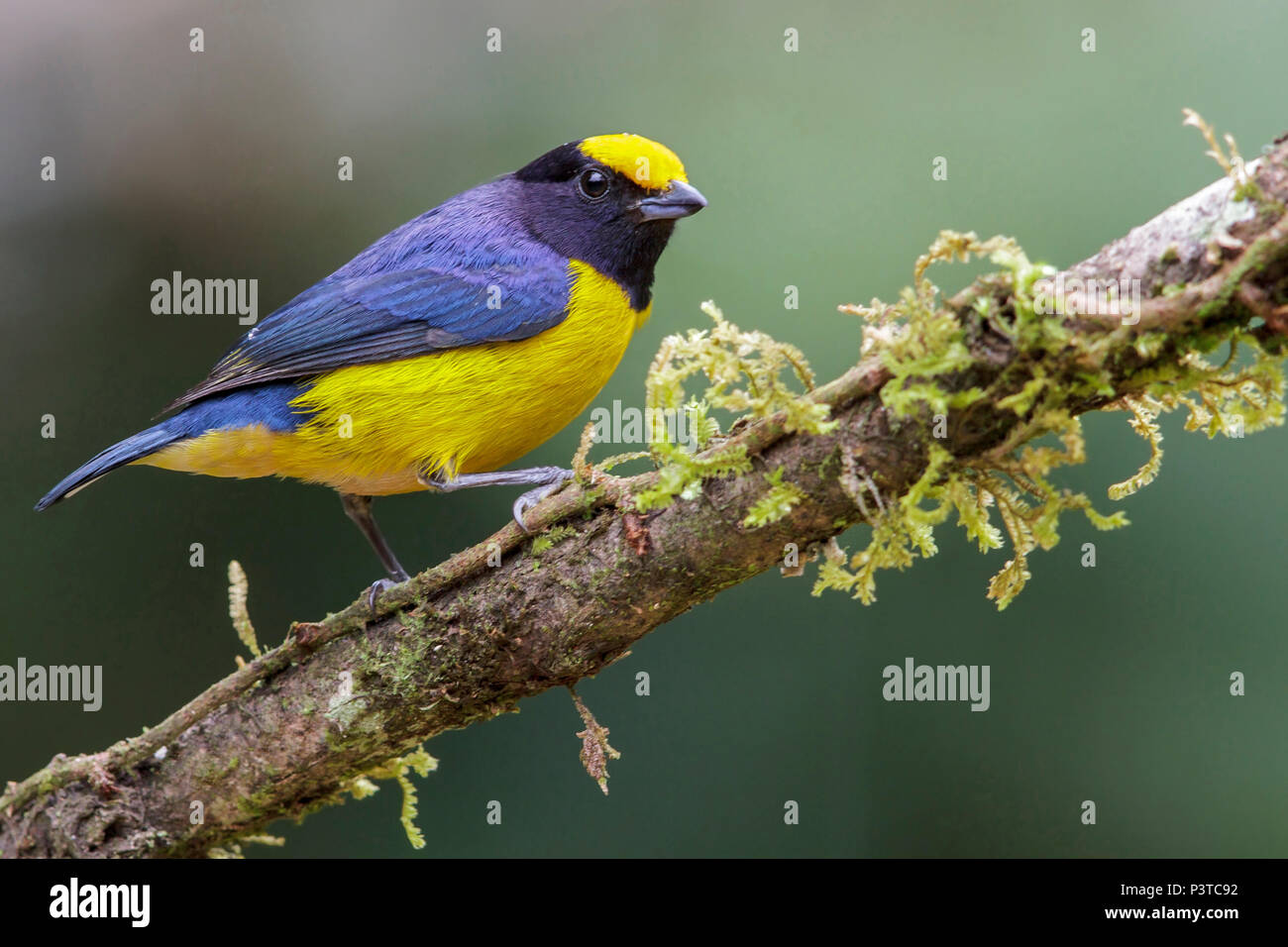 Orange-bellied Euphonia (Euphonia xanthogaster) male, Madre de Dios ...