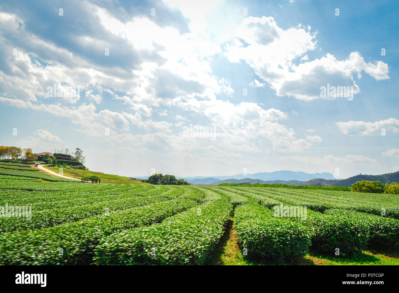 Chiang Rai, Thailand March 12, 2017 Singha Park Chiang Rai. Agrotourism destination