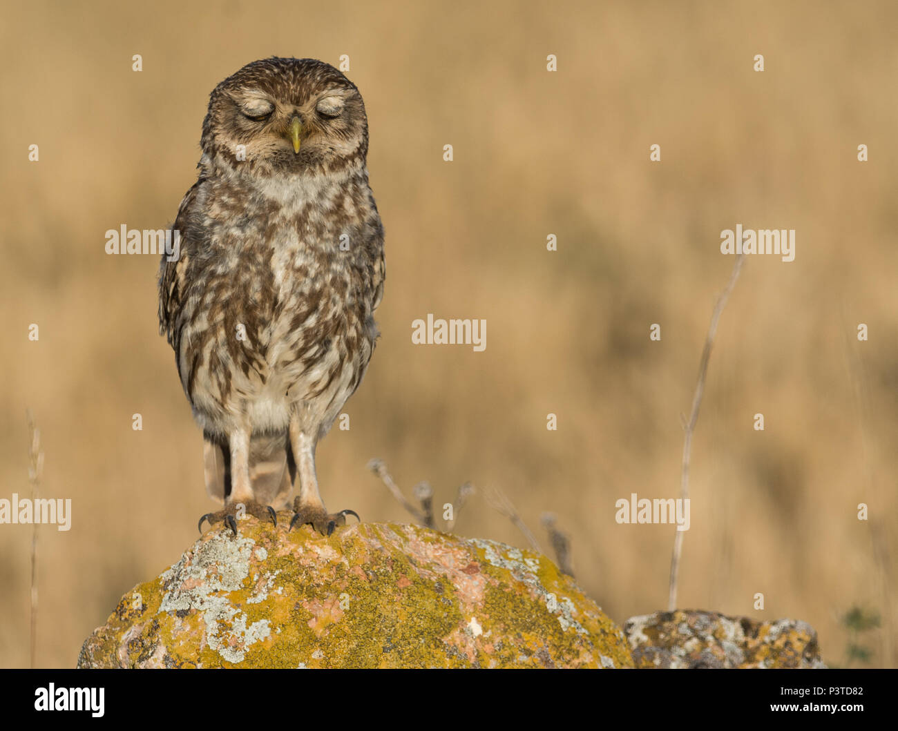 Little owl relaxing on a rock at early morning with eyes closed. Stock Photo