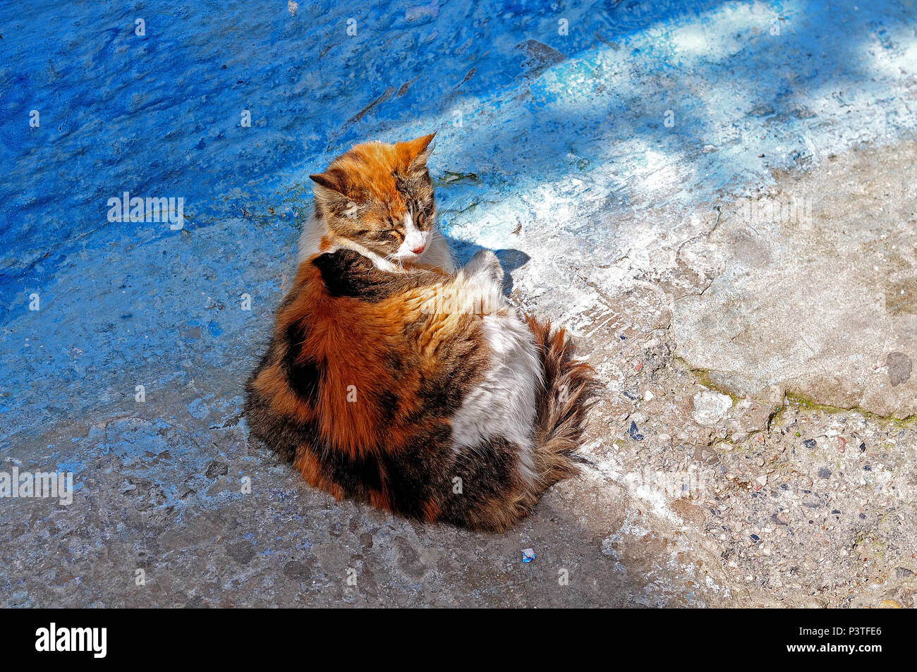 cat with white red and brown fur resting on street in half shade on sunny day Stock Photo