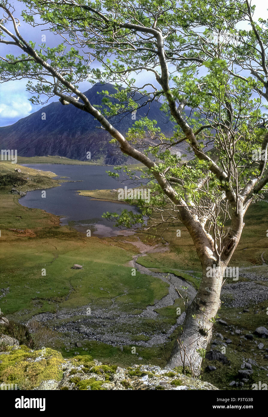 Hawthorne tree, Pen yr Ole Wen mountain and Llyn Idwal lake, Snowdonia, North Wales Stock Photo