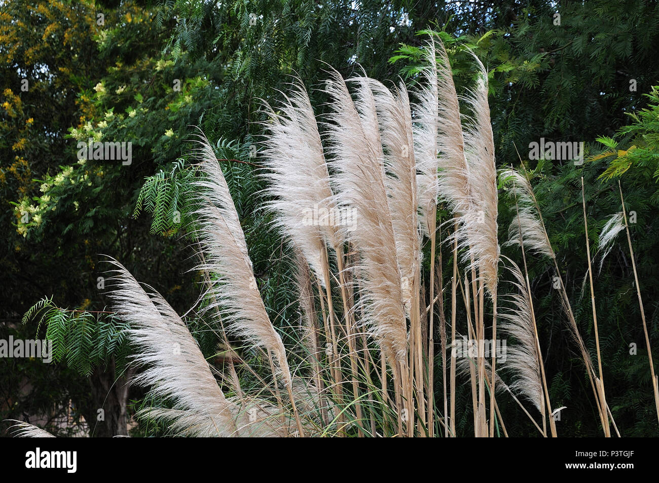 flowering pampas grass, cortaderia selloana, in front of blooming trees in moroccan garden Stock Photo