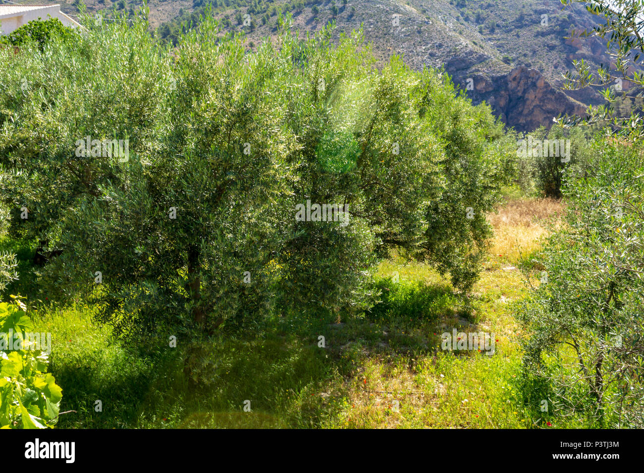 Olea europaea, Olive trees in Rural Spain Stock Photo Alamy