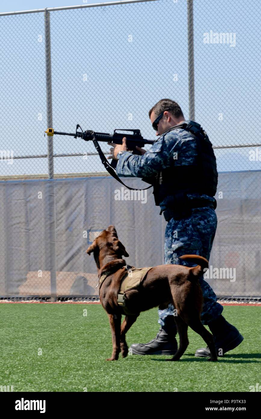 160727-N-IL474-002 SOUDA BAY, Greece (July 27, 2016) Military Working Dog  (MWD) Weezy waits for orders from his handler, Master at Arms 2nd Class  Robert A. Muccino during training exercises at Naval Support