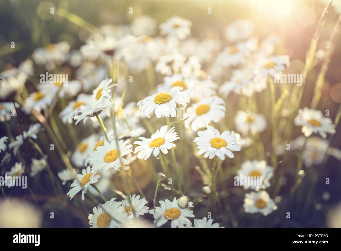 Field of daisy flowers against the sun background Stock Photo