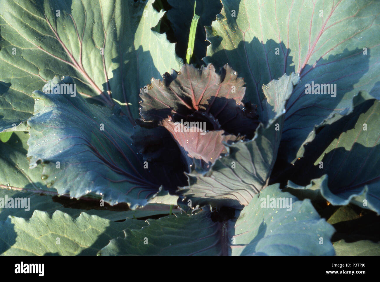 Cabbage growing, Maine. Photograph Stock Photo