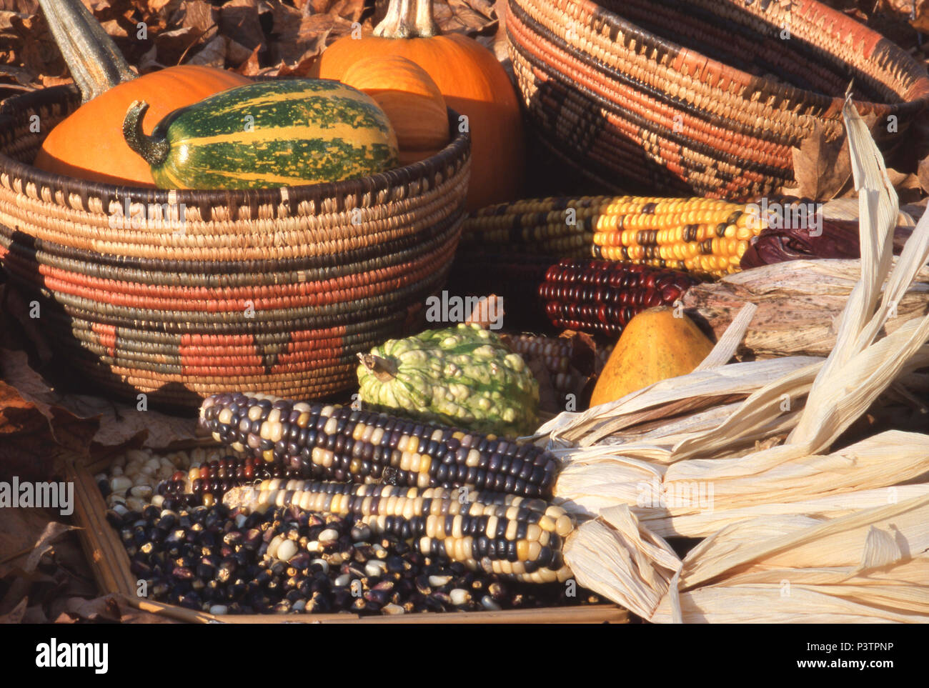 Different colors of Native American corn (maize) and squash. Photograph Stock Photo