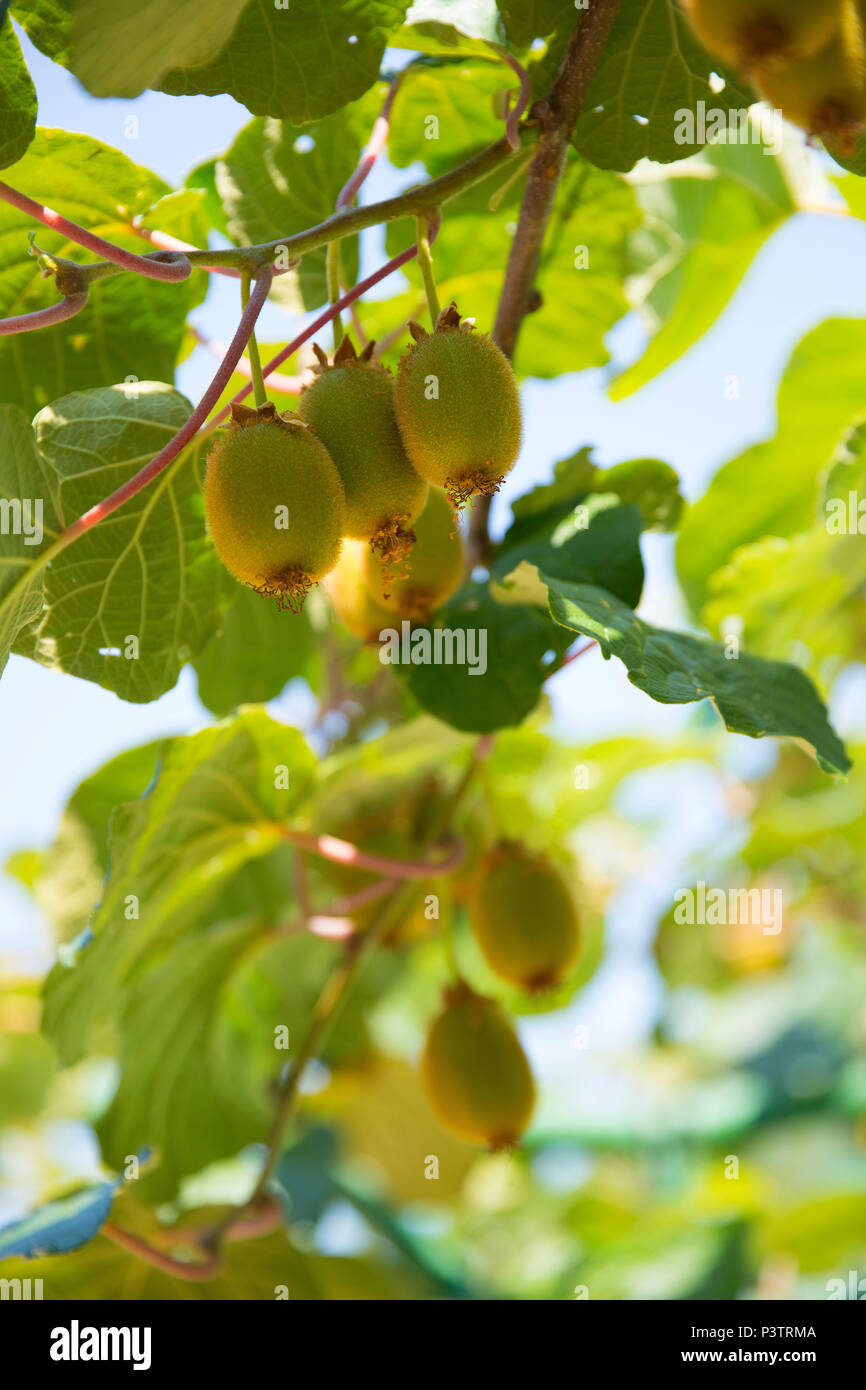 Kiwifrüchte an einem Baum Stock Photo