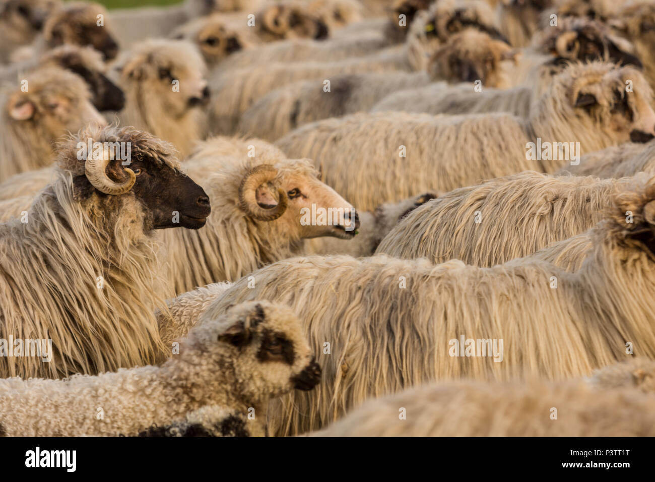 Sheeps. Bran, Transylviania, Romania Stock Photo