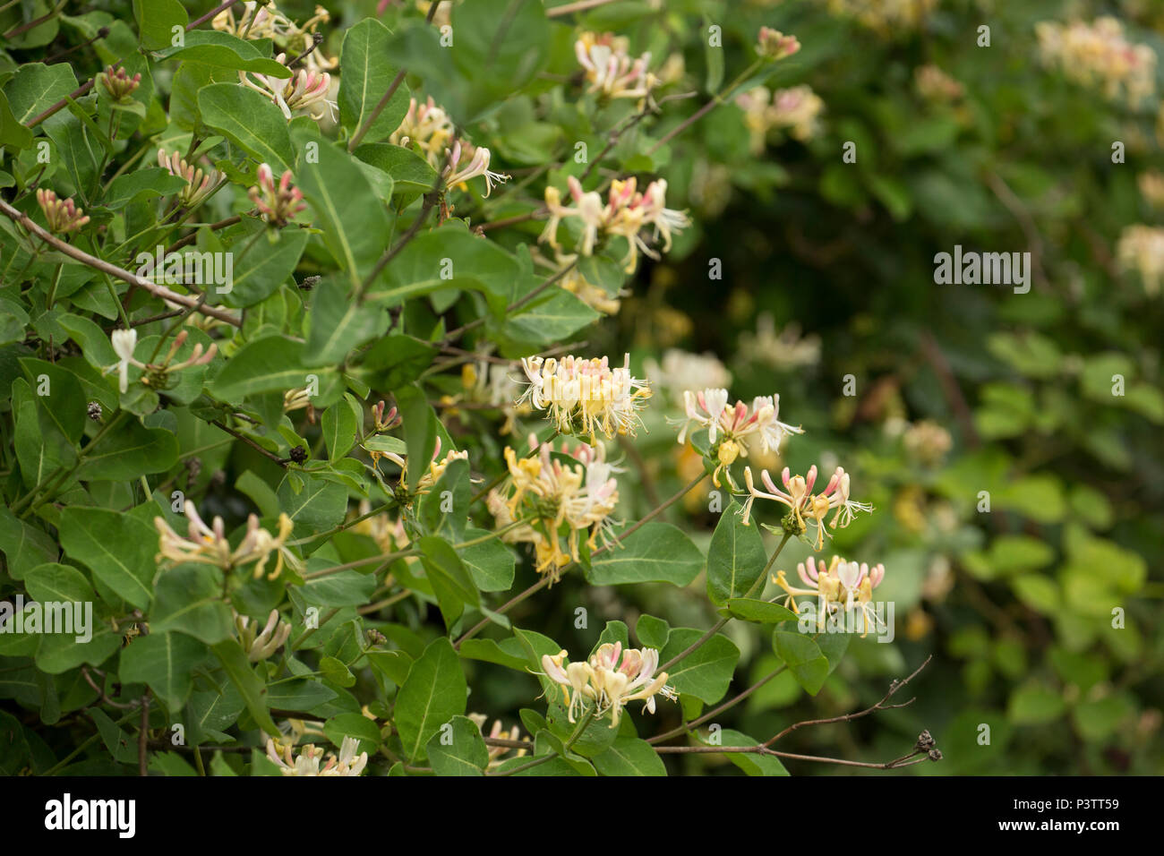 Common honeysuckle, Lonicera periclymenum, growing in a hedge alongside a road in Lancashire North West England UK GB. It is also known as European ho Stock Photo