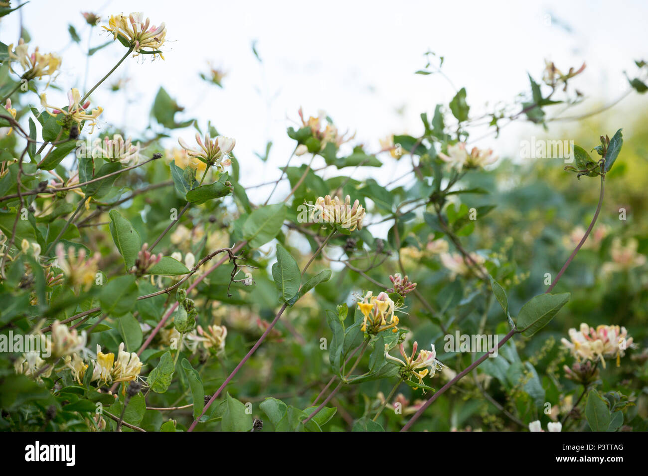 Common honeysuckle, Lonicera periclymenum, growing in a hedge alongside a road in Lancashire North West England UK GB. It is also known as European ho Stock Photo