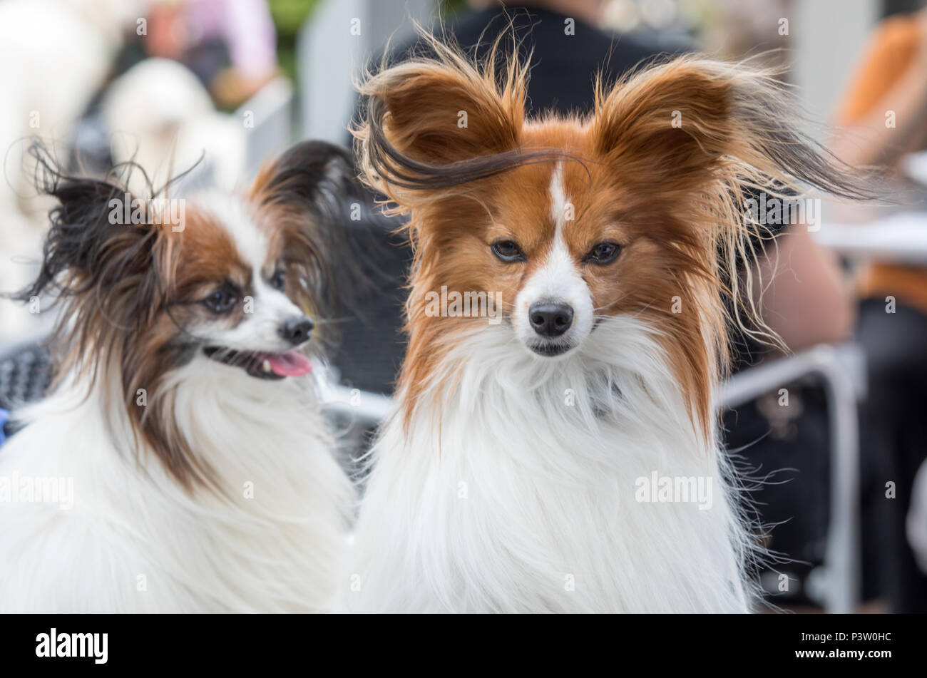 Erfurt, Germany. 16th June, 2018. Two Papillon dogs at the International and National Pedrigee Dogs Show as well as the International Pedigree Cats Show at the Erfurt fair. About 4000 dogs and more than 100 cats show themselves at their best. Credit: Arifoto Ug/Michael Reichel/dpa/Alamy Live News Stock Photo