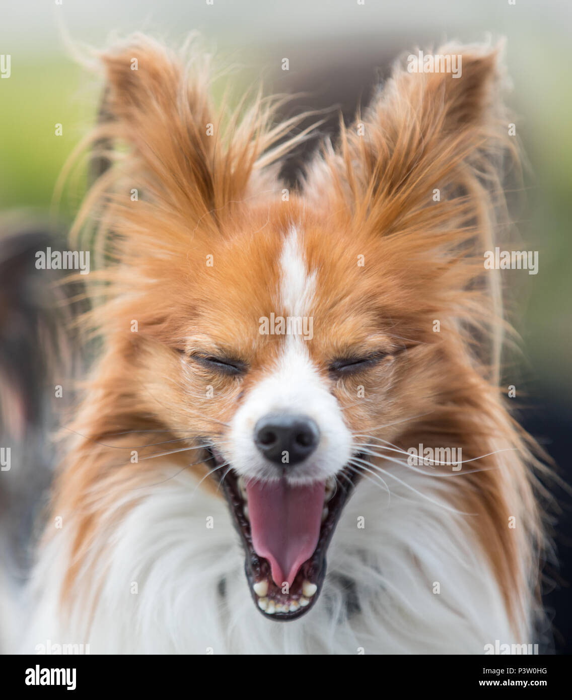 Erfurt, Germany. 16th June, 2018. A Papillon dog yawns at the International and National Pedrigee Dogs Show as well as the International Pedigree Cats Show at the Erfurt fair. About 4000 dogs and more than 100 cats show themselves at their best. Credit: Arifoto Ug/Michael Reichel/dpa/Alamy Live News Stock Photo