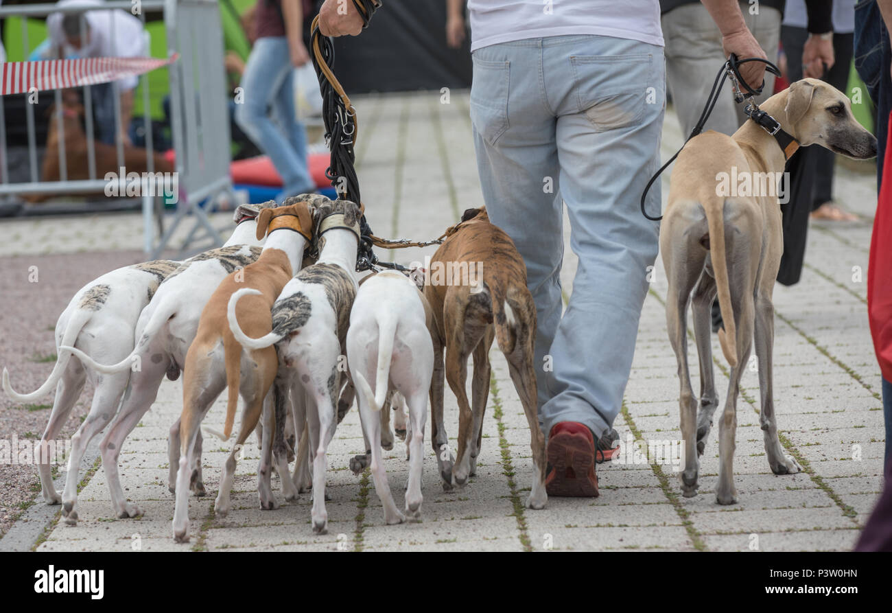 Erfurt, Germany. 16th June, 2018. Whippets walk on a lead at the International and National Pedrigee Dogs Show as well as the International Pedigree Cats Show at the Erfurt fair. About 4000 dogs and more than 100 cats show themselves at their best. Credit: Arifoto Ug/Michael Reichel/dpa/Alamy Live News Stock Photo