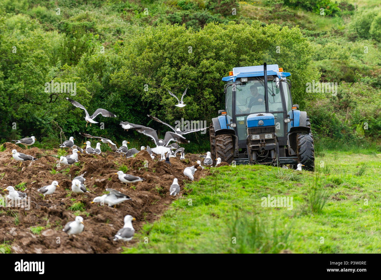 Ballydehob, Ireland. 19th June, 2018. Seagulls look for a meal of worms as a contractor ploughs Ballydehob based dairy farmer Ben Deane's field for grass resetting. Credit: Andy Gibson/Alamy Live News. Stock Photo