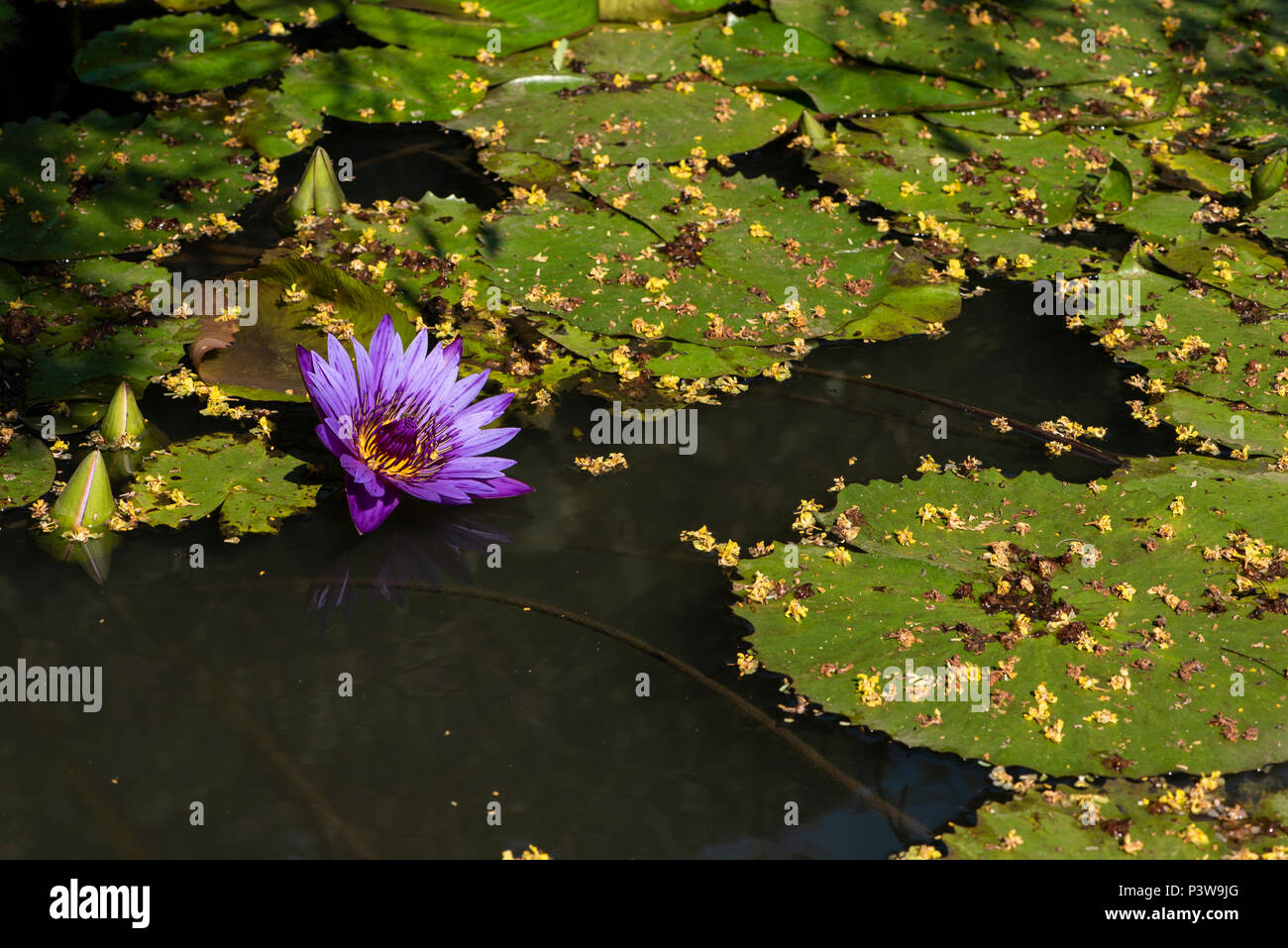 A beautiful waterlily flowering in a pond in Nelspruit Stock Photo