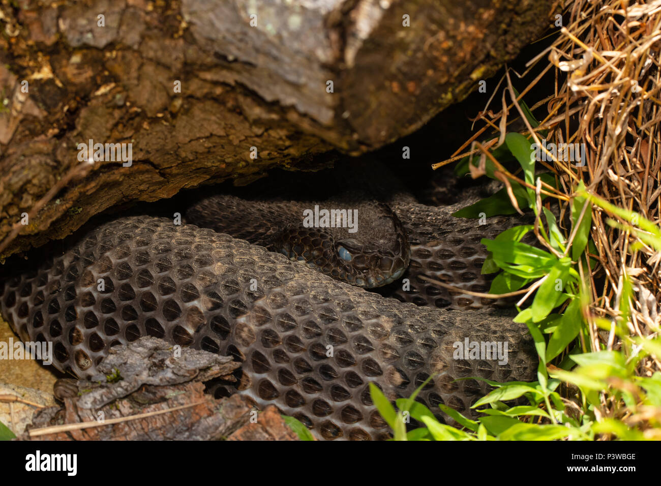 Pre-shed female timber rattlesnake concealed under a log - Crotalus horridus Stock Photo