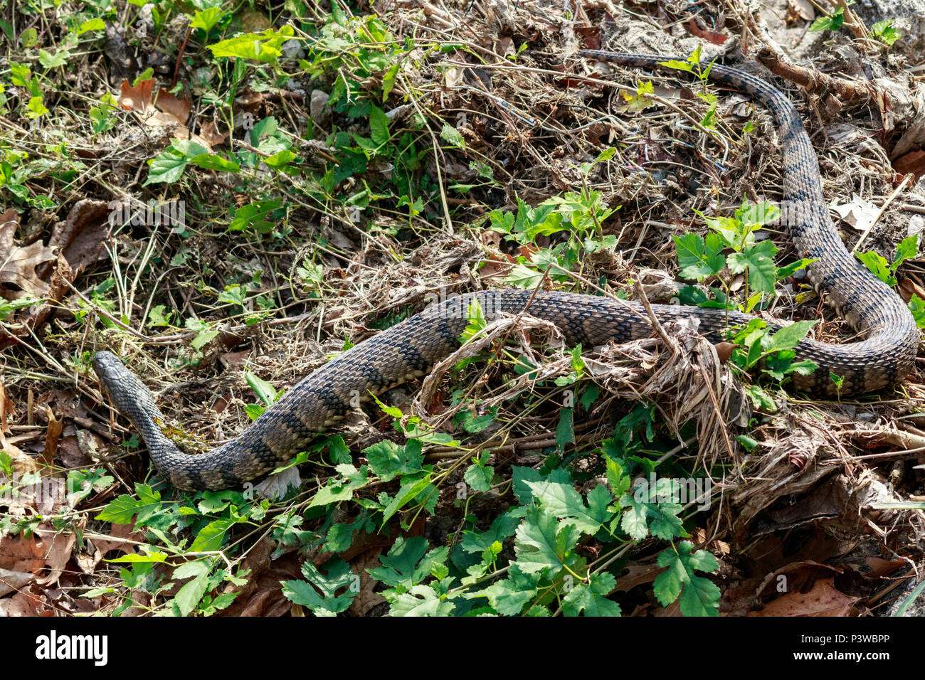 Diamondback Watersnake, Duck Creek, Nerodia rhombifer, Reptile
