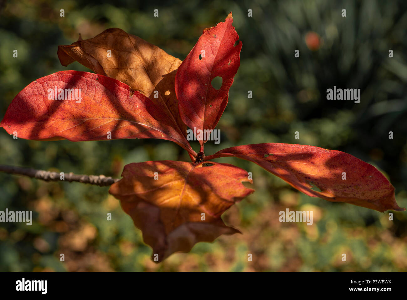 Close up of autumn leaves Stock Photo