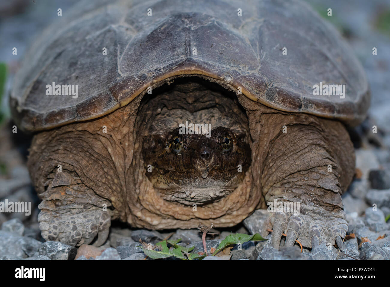 Portrait of a female snapping turtle, searching for a location to lay eggs - Chelydra serpentina Stock Photo