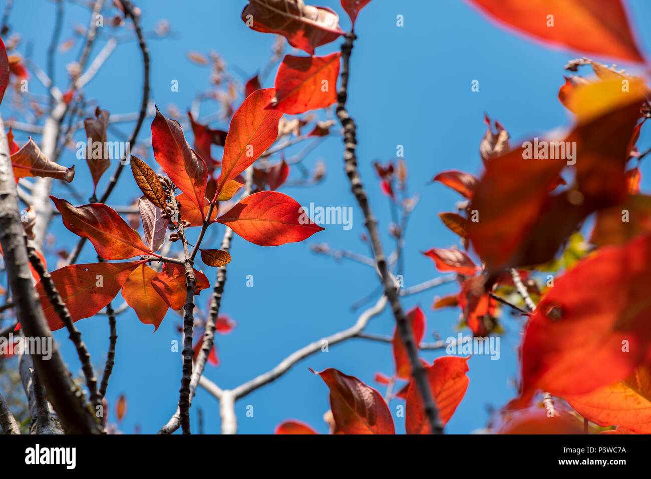 Beautiful autumn leaves against a crisp blue sky Stock Photo
