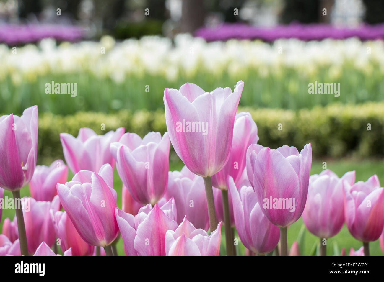 Colorful tulip flowers bloom in the garden Stock Photo - Alamy