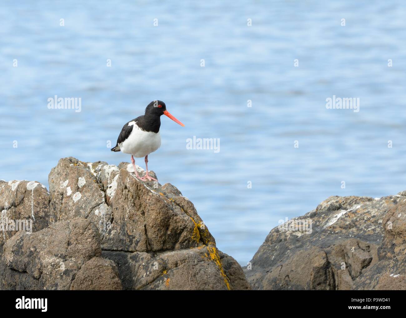 Oyster catcher hires stock photography and images Alamy