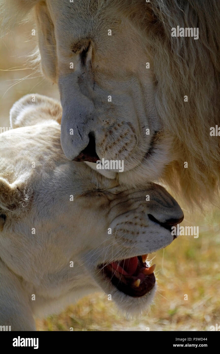 Pair of white Lions (Panthera Leo Krugeri ) in a playful mood in the ...