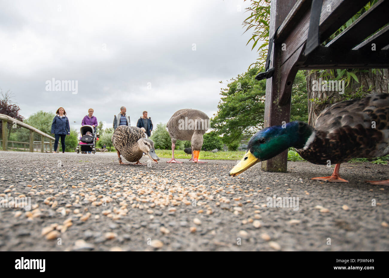 ducks feeding photo taken from low down under bench Stock Photo