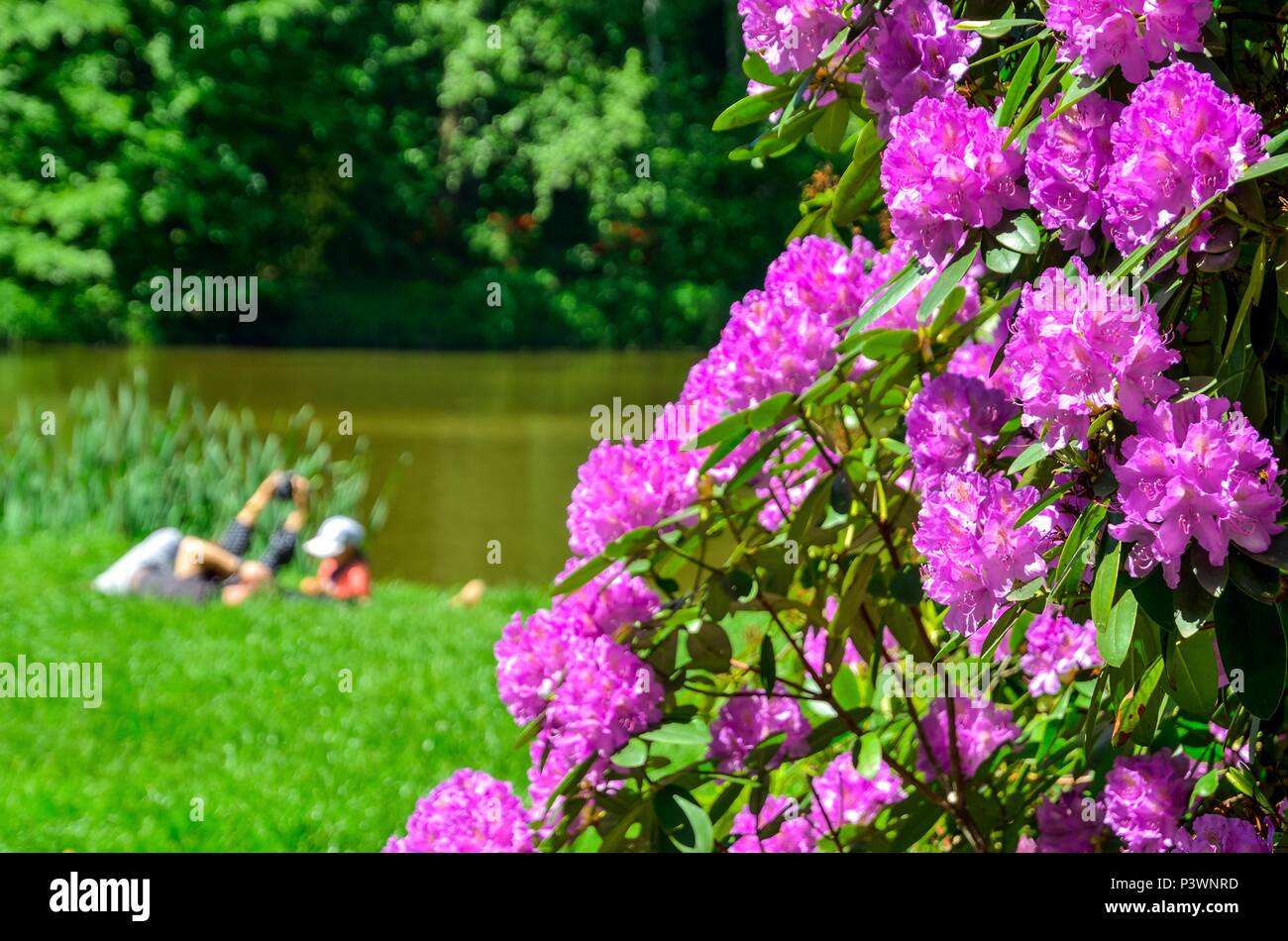 Beautiful flowers in an urban garden. Blooming rhododendrons in the park. Stock Photo