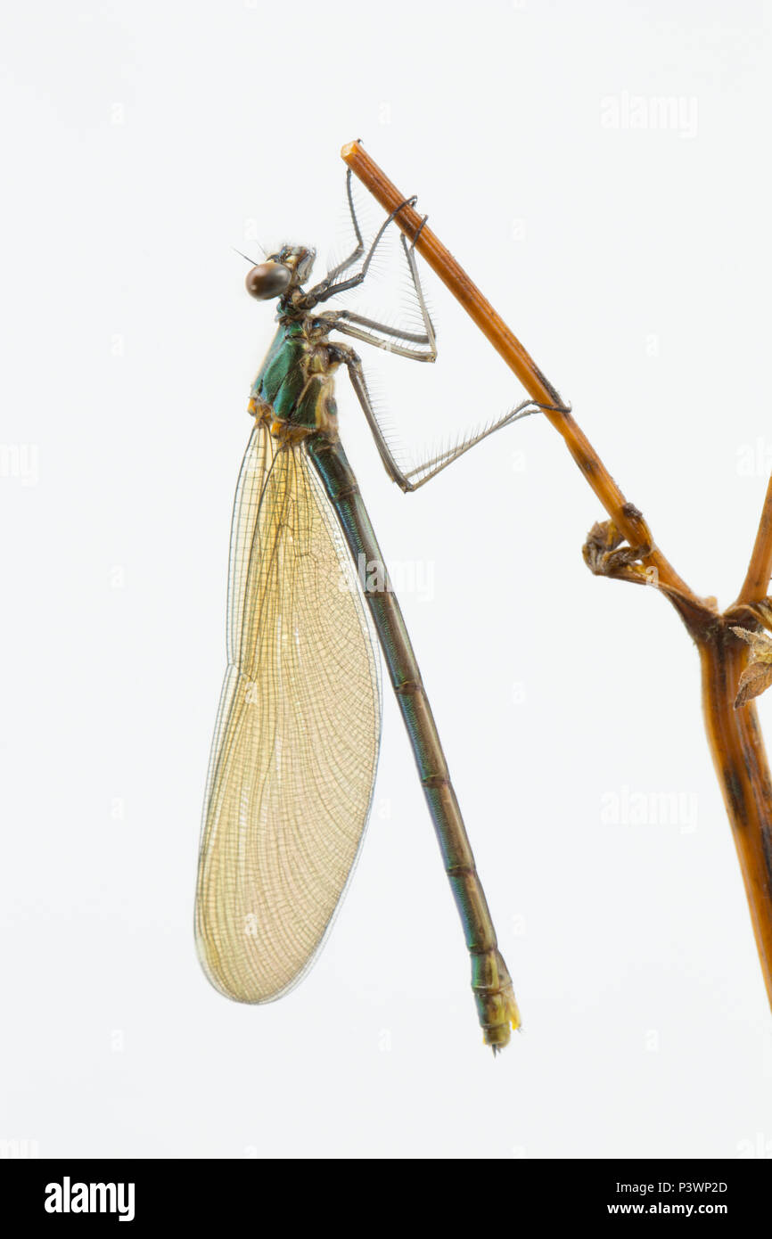 A newly emerged female banded demoiselle fly, Calopteryx splendens, that has just shed its skin, or exuviae. Photographed in a studio before release.  Stock Photo