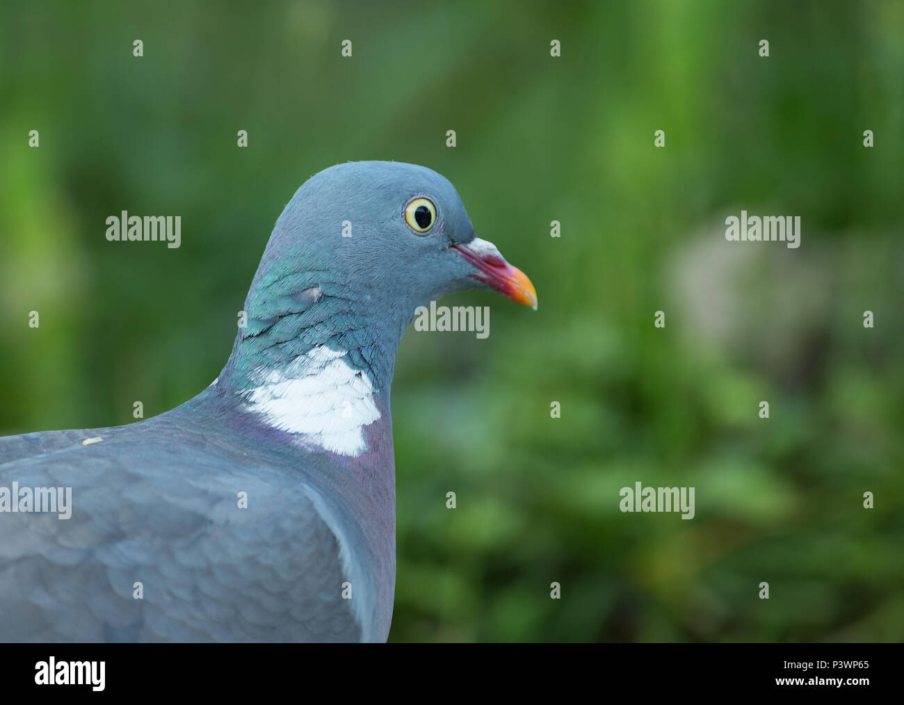Portrait of Wood pigeon (Columba palumbus).Close view of wood pigeon , sunny morning in june Stock Photo