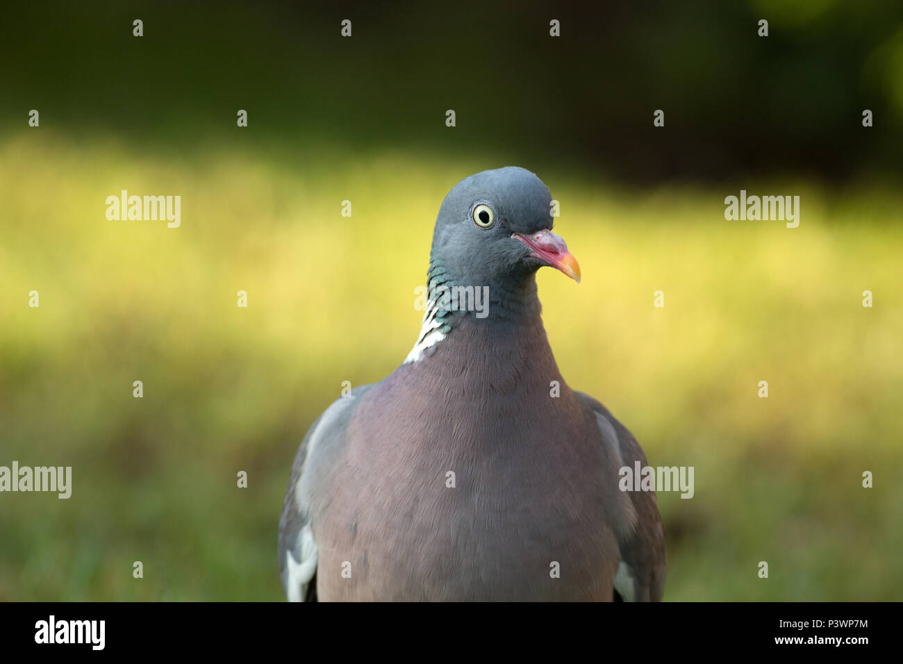 Portrait of wood pigeon (Columba palumbus) ,close,front view.Poland in june,horizontal view Stock Photo