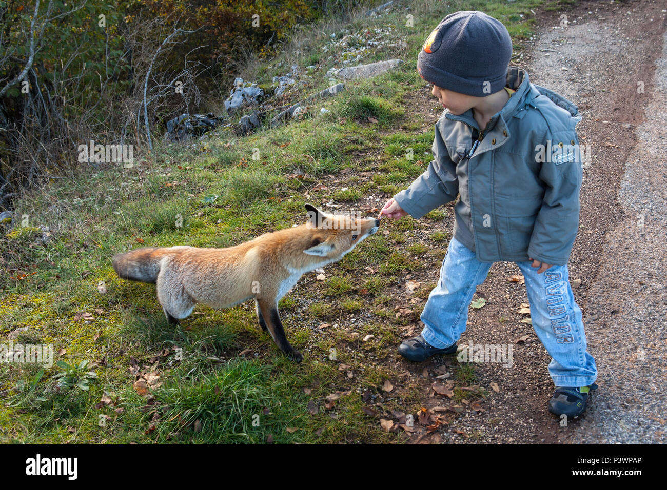 Red Fox Interaction with Humans - The Fox As An Ally