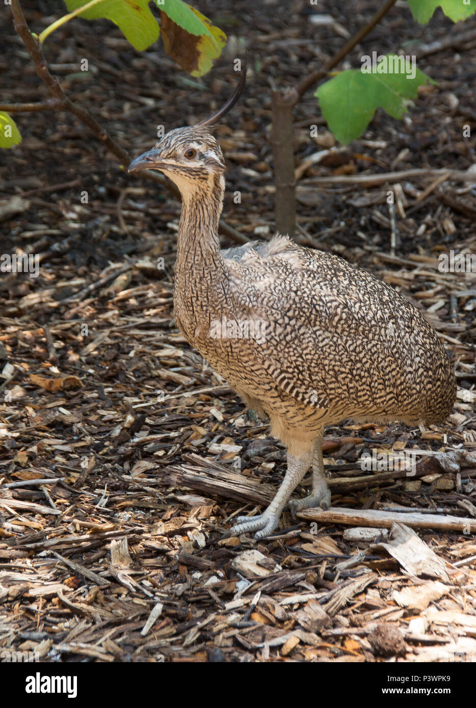 An Elgant Crested walks in the yard a bird park located in Scotland Neck North Carolina Stock Photo