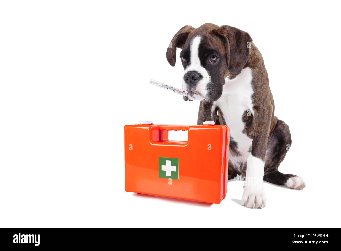 a sick dog with fever thermometer and a first aid box against a white