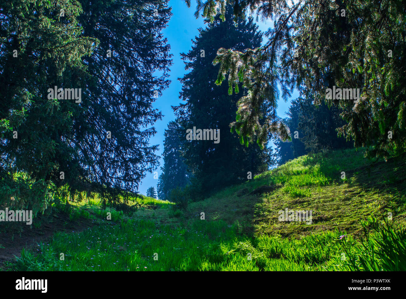 Valley of flowers himalayas hi-res stock photography and images - Alamy