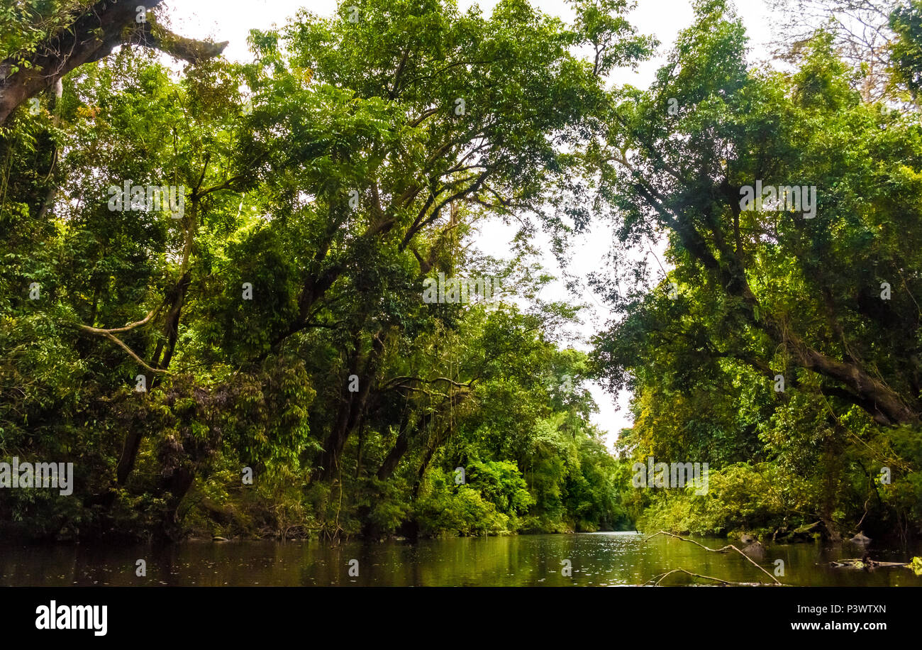 A beautiful scenery of Tahan River surrounded by Taman Negara's old rainforest and riverbanks with with huge, leaning Neram trees. Stock Photo
