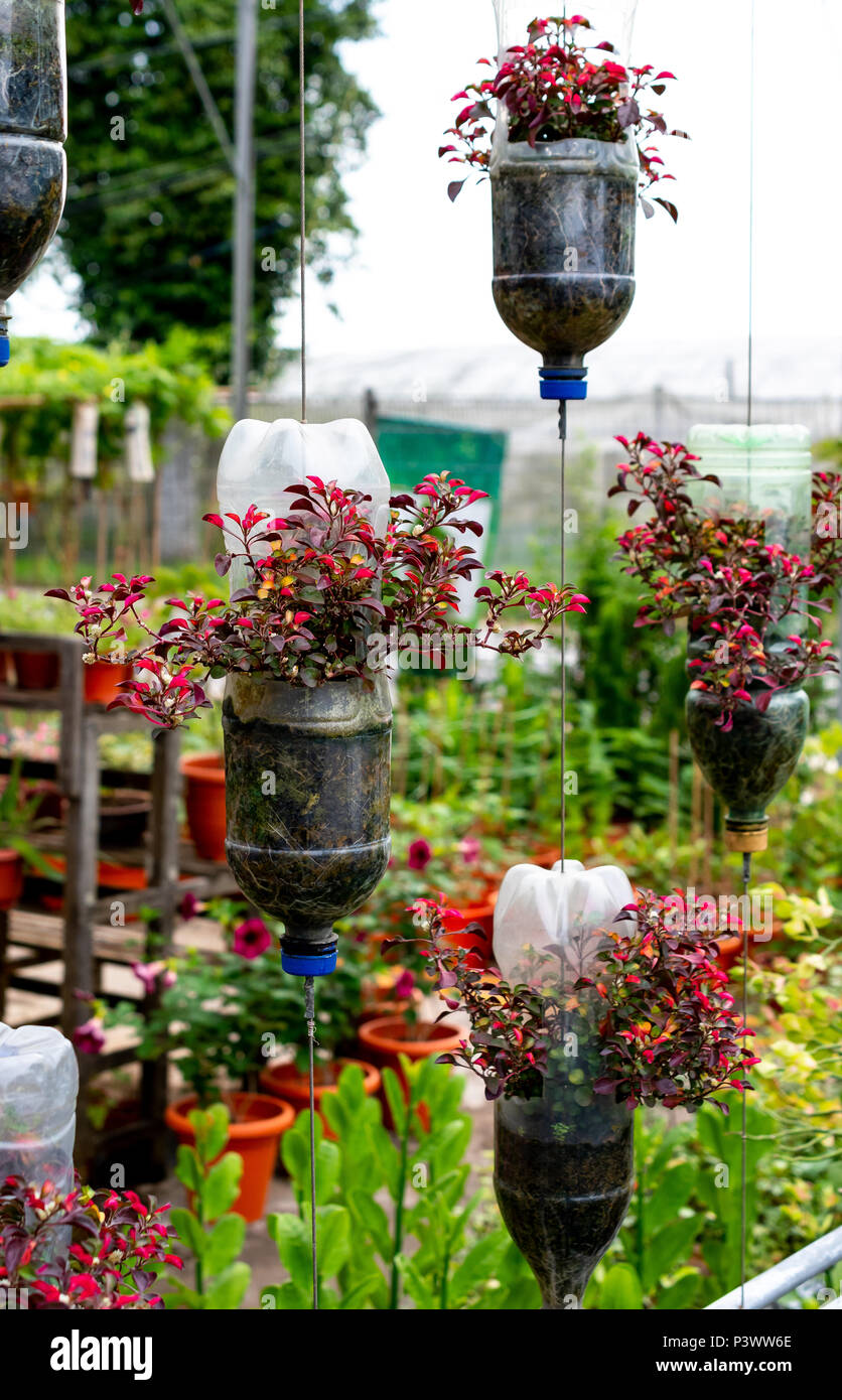 recycle plastic bottles as flower pots Stock Photo - Alamy