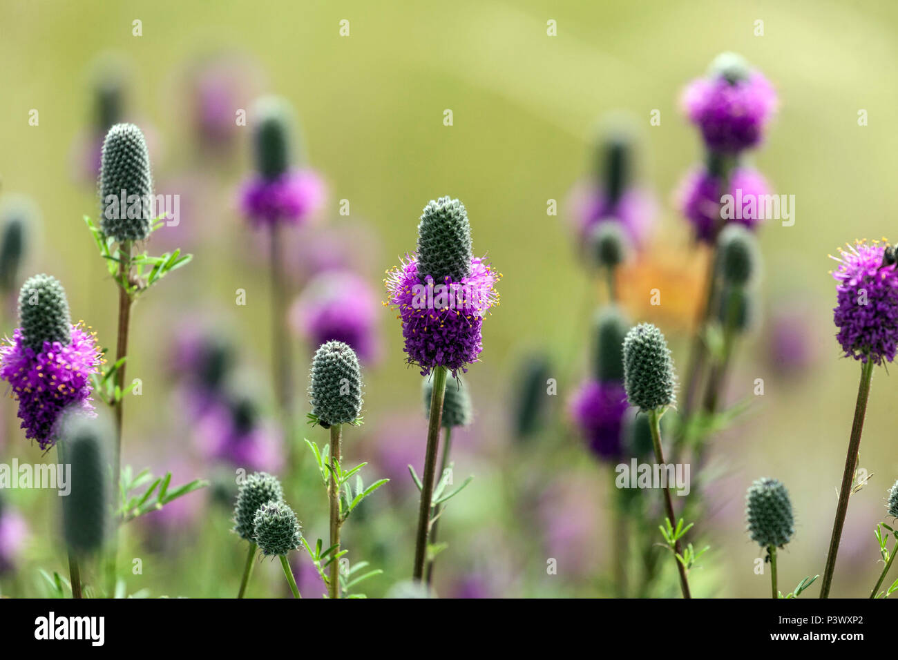 Purple prairie clover, Dalea purpurea Stock Photo