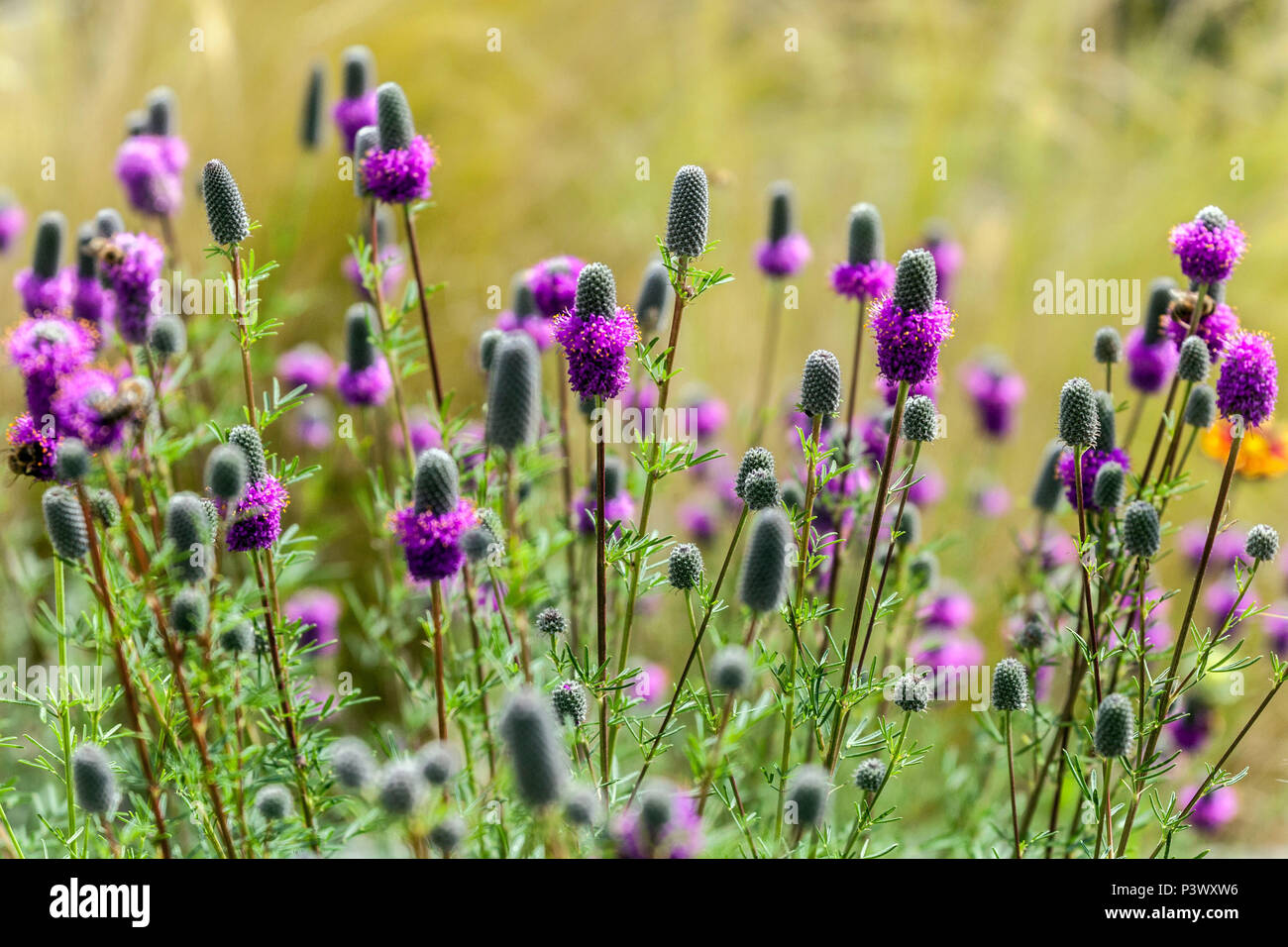 Purple prairie clover, Dalea purpurea Stock Photo Alamy