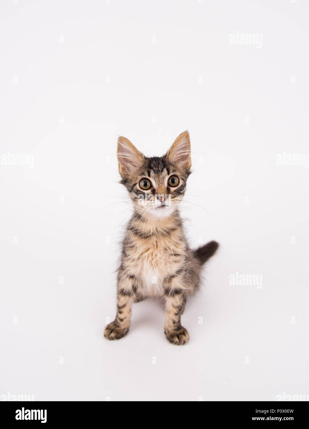 Young Funny Looking Kitten on White Background Stock Photo