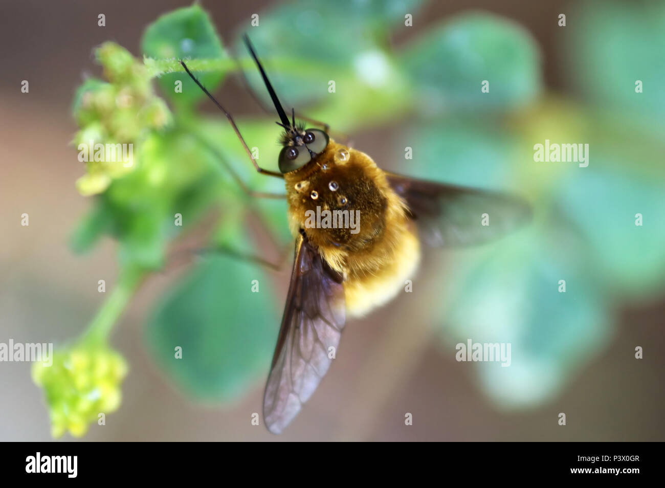 Bee fly or humbleflie (Bombylius major) resting on a leaf. Selective focus Stock Photo