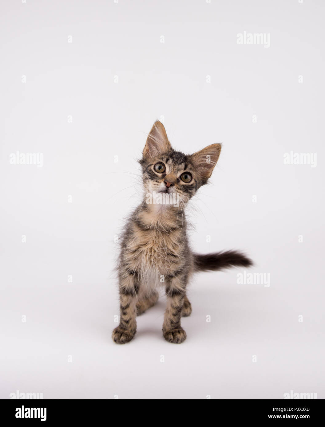 Young Funny Looking Kitten on White Background Stock Photo